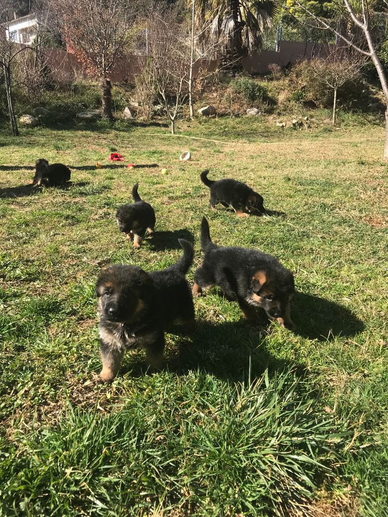 Chiot Berger Allemand Des Bergers De Loragon