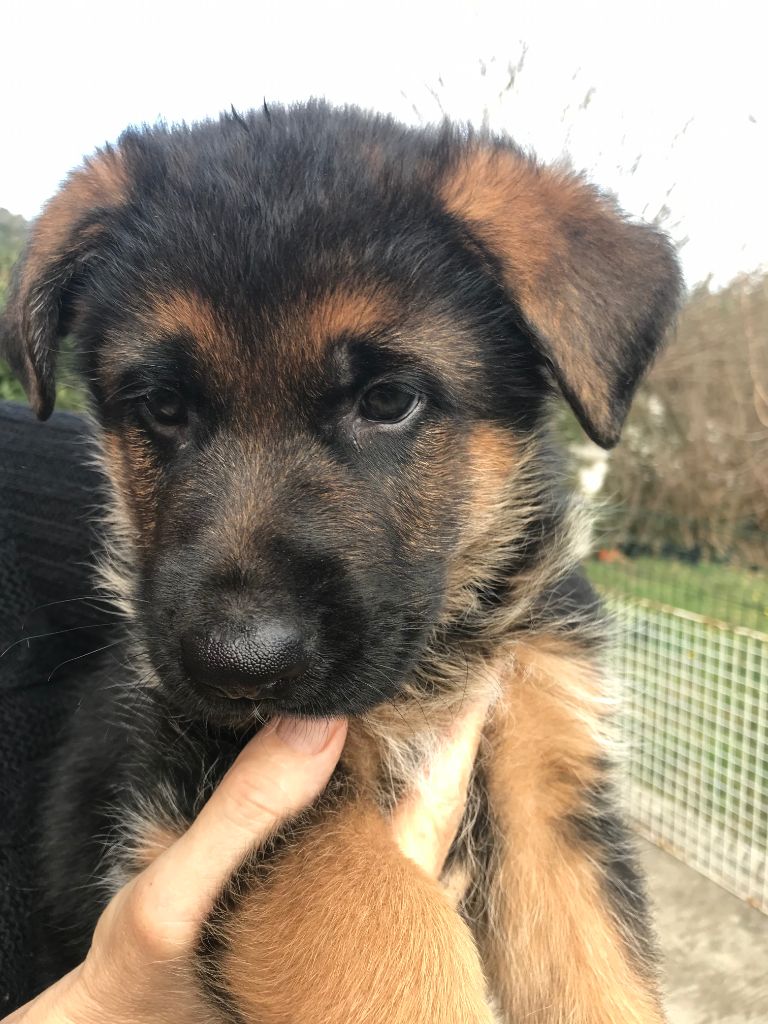 Des Bergers De Loragon - Chiots disponibles - Berger Allemand