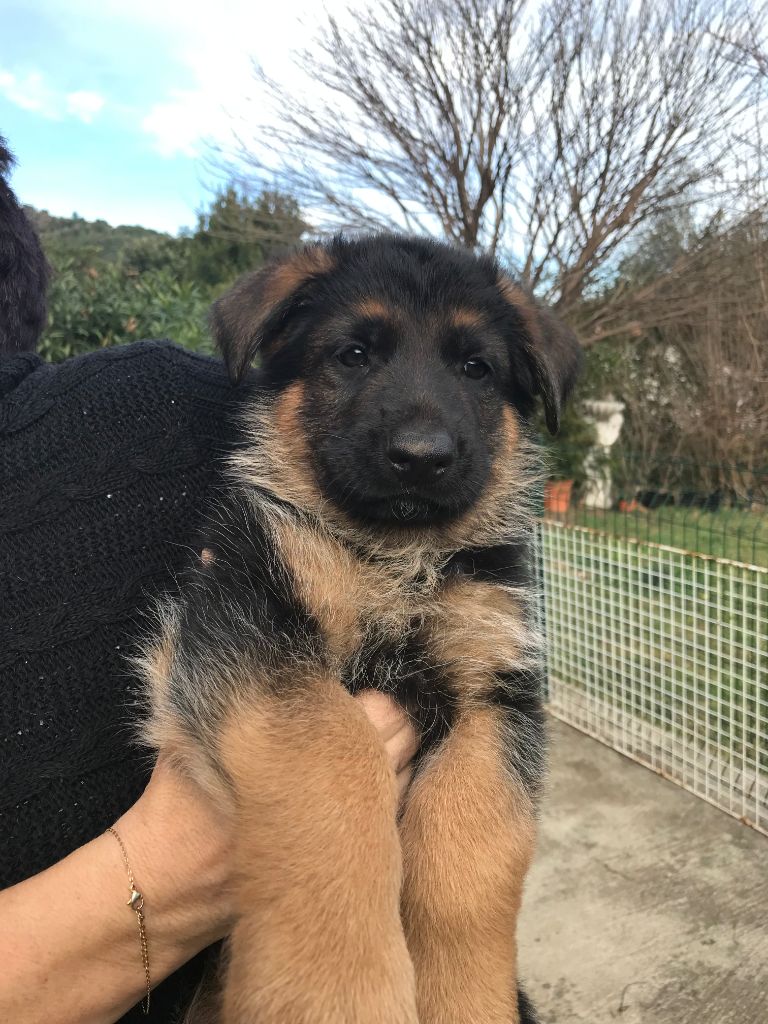 Des Bergers De Loragon - Chiots disponibles - Berger Allemand