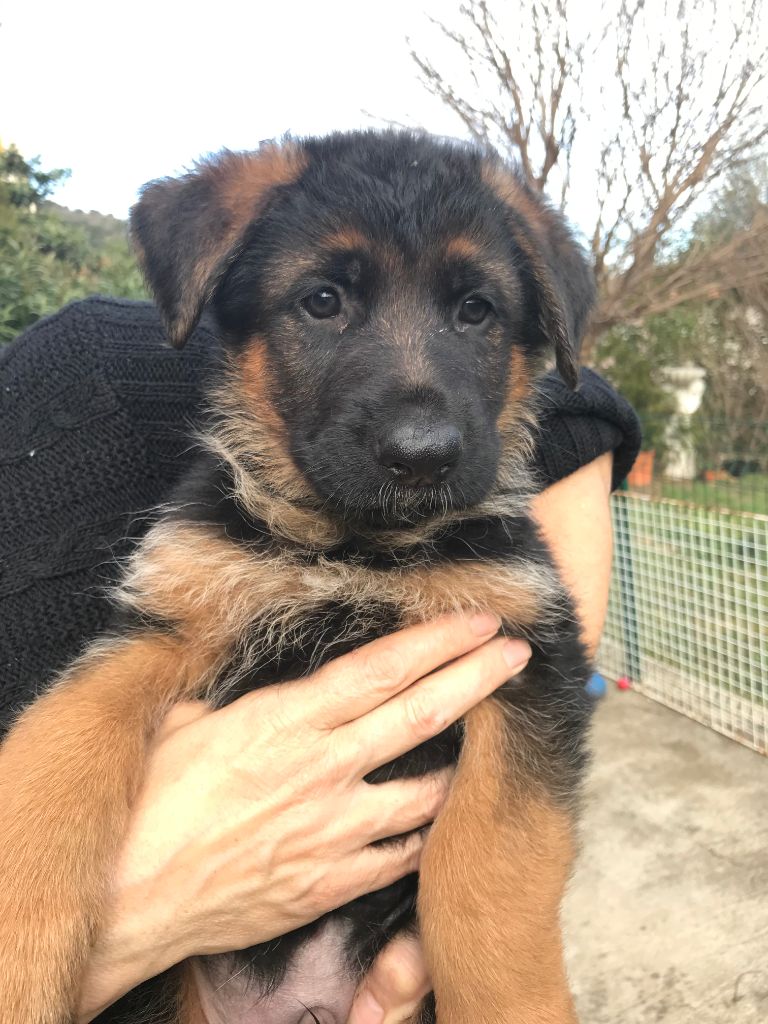 Des Bergers De Loragon - Chiots disponibles - Berger Allemand