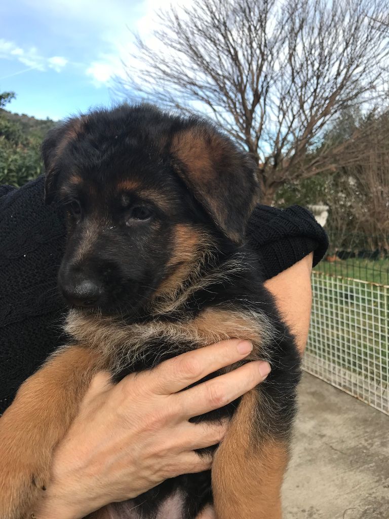 Des Bergers De Loragon - Chiots disponibles - Berger Allemand