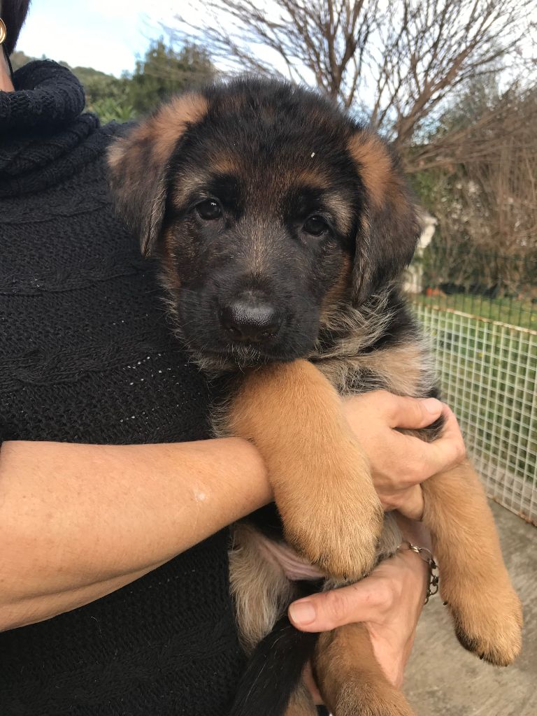 Des Bergers De Loragon - Chiots disponibles - Berger Allemand